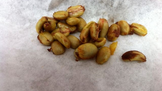 yellow  and brown coffee beans on a light gray, white background.