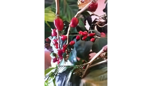 Red coffee berries with green leaves behind. 